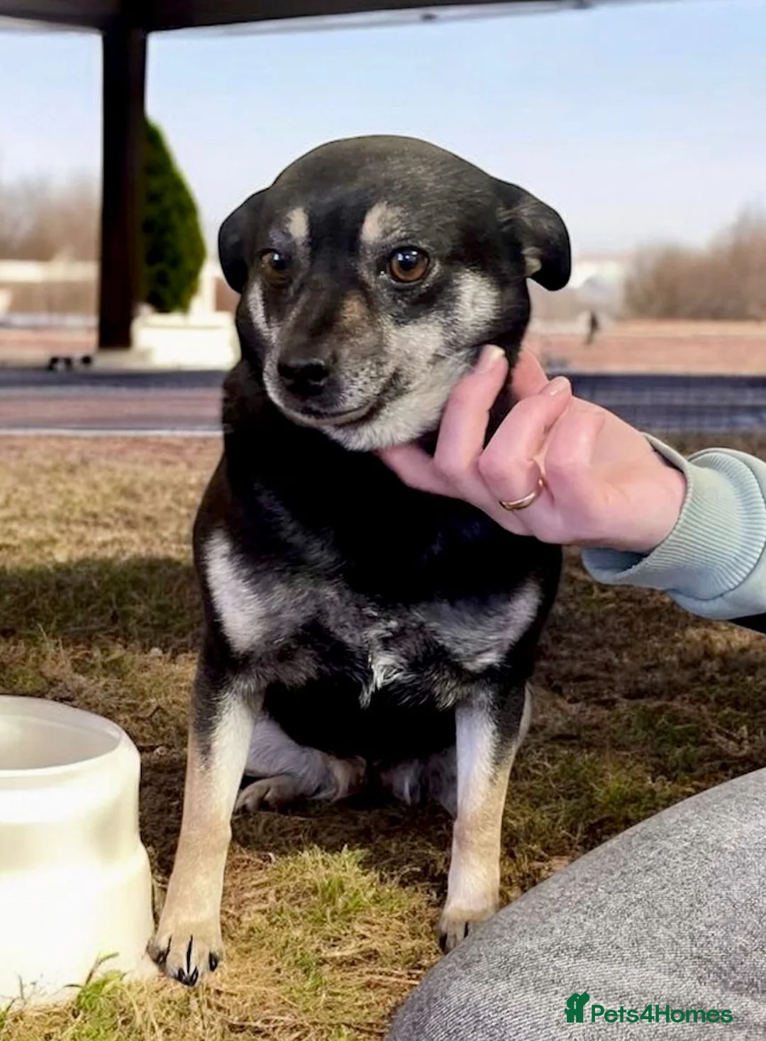 Miniature Pinscher dogs for adoption: JULIA – Female  in West Malling - Advert 14