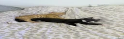 Mixed Breed cats for sale: Ace and tigger please read description  - Advert 11