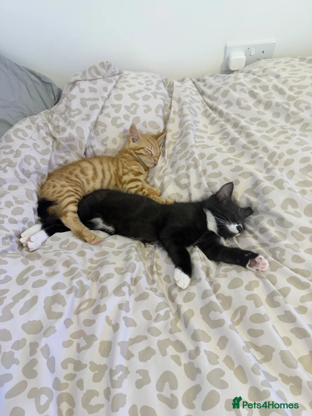 Mixed Breed cats for sale: Ace and tigger please read description  - Advert 11