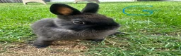 Netherland Dwarf rabbits for sale: Netherland Dwarf Rabbits For Sale  - Advert 17