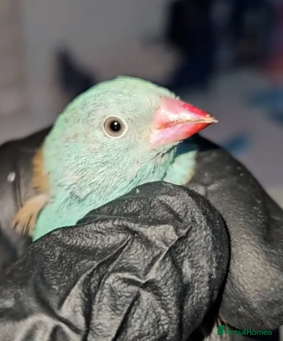 Finches birds for sale: Colourful mix of finches and canaries - Advert 1