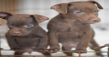 Patterdale Terrier dogs - Advert 8