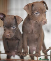 Patterdale Terrier dogs - Advert 2