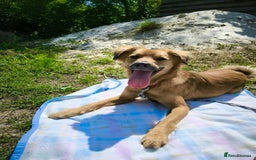 Mixed Breed dogs for adoption: 🐶💖 MIAH 💖🐶 - Image 22