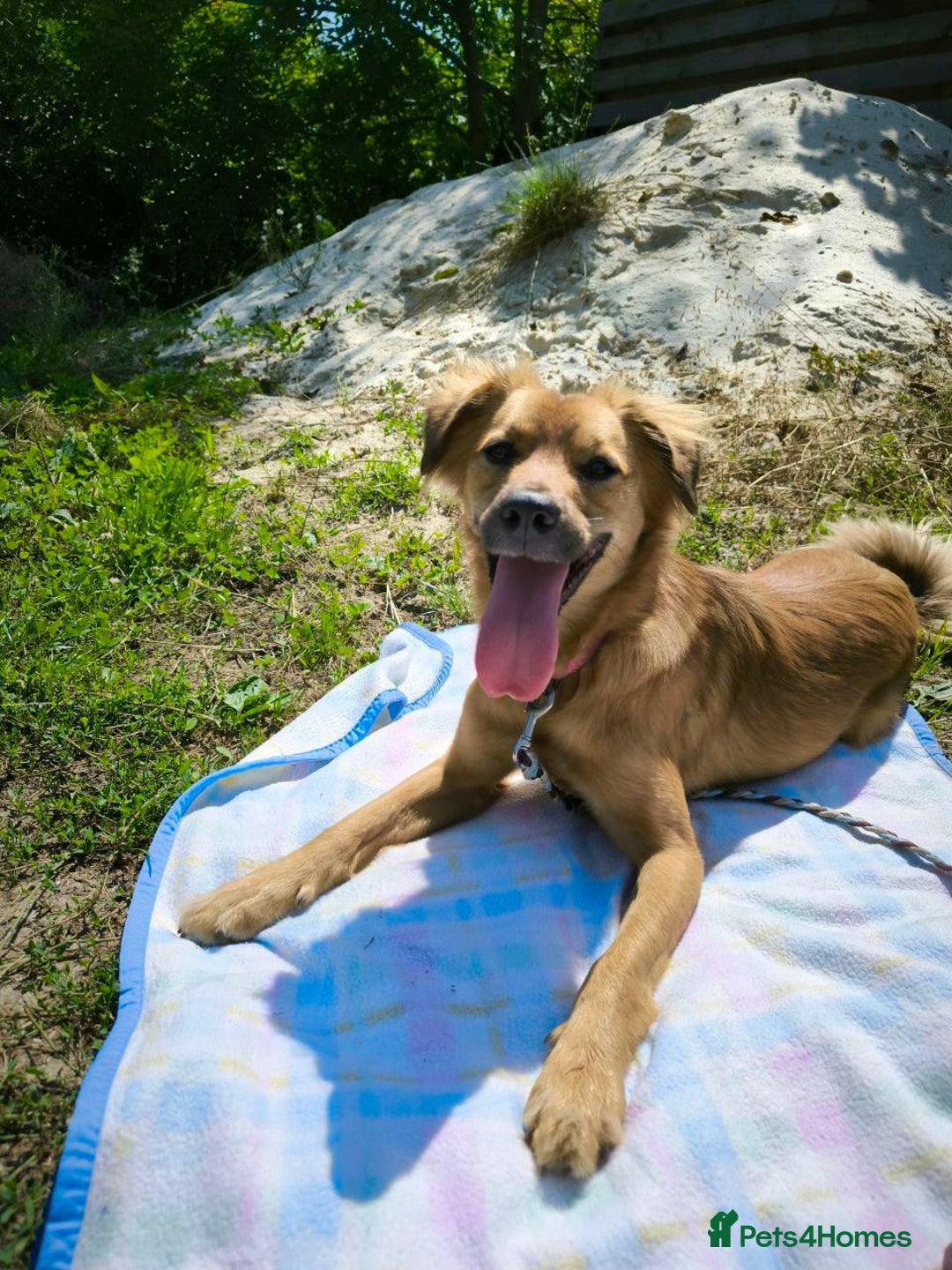 Mixed Breed dogs for adoption: 🐶💖 MIAH 💖🐶 - Image 22
