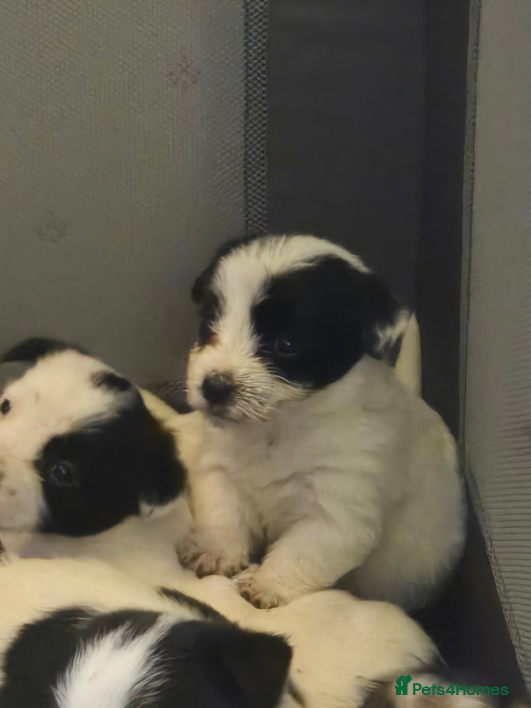 Jack Russell dogs for sale: Jack Russell pups  - Advert 5