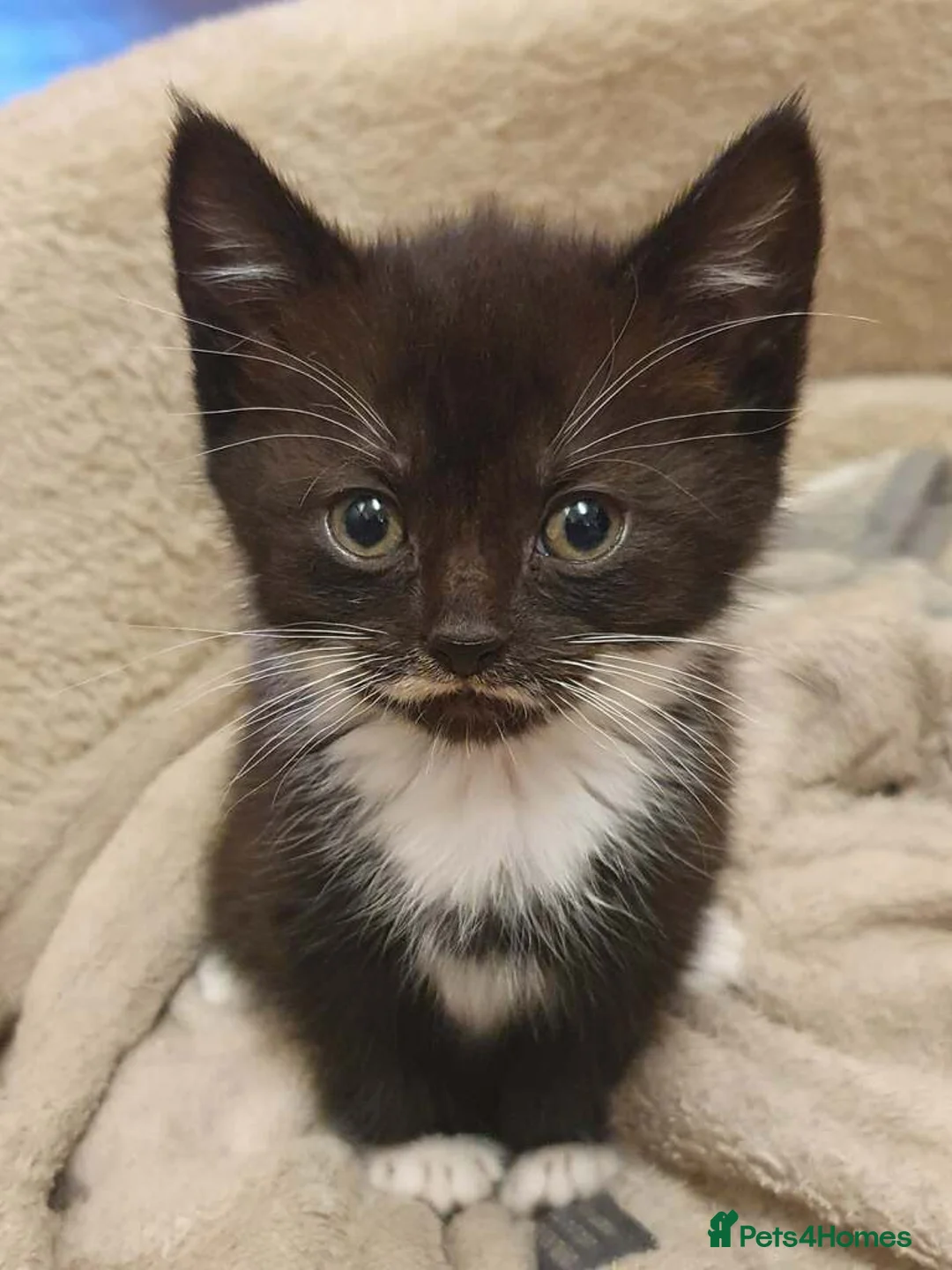 Domestic Shorthair cats for sale: Kittens in Chelmsford - Advert 5
