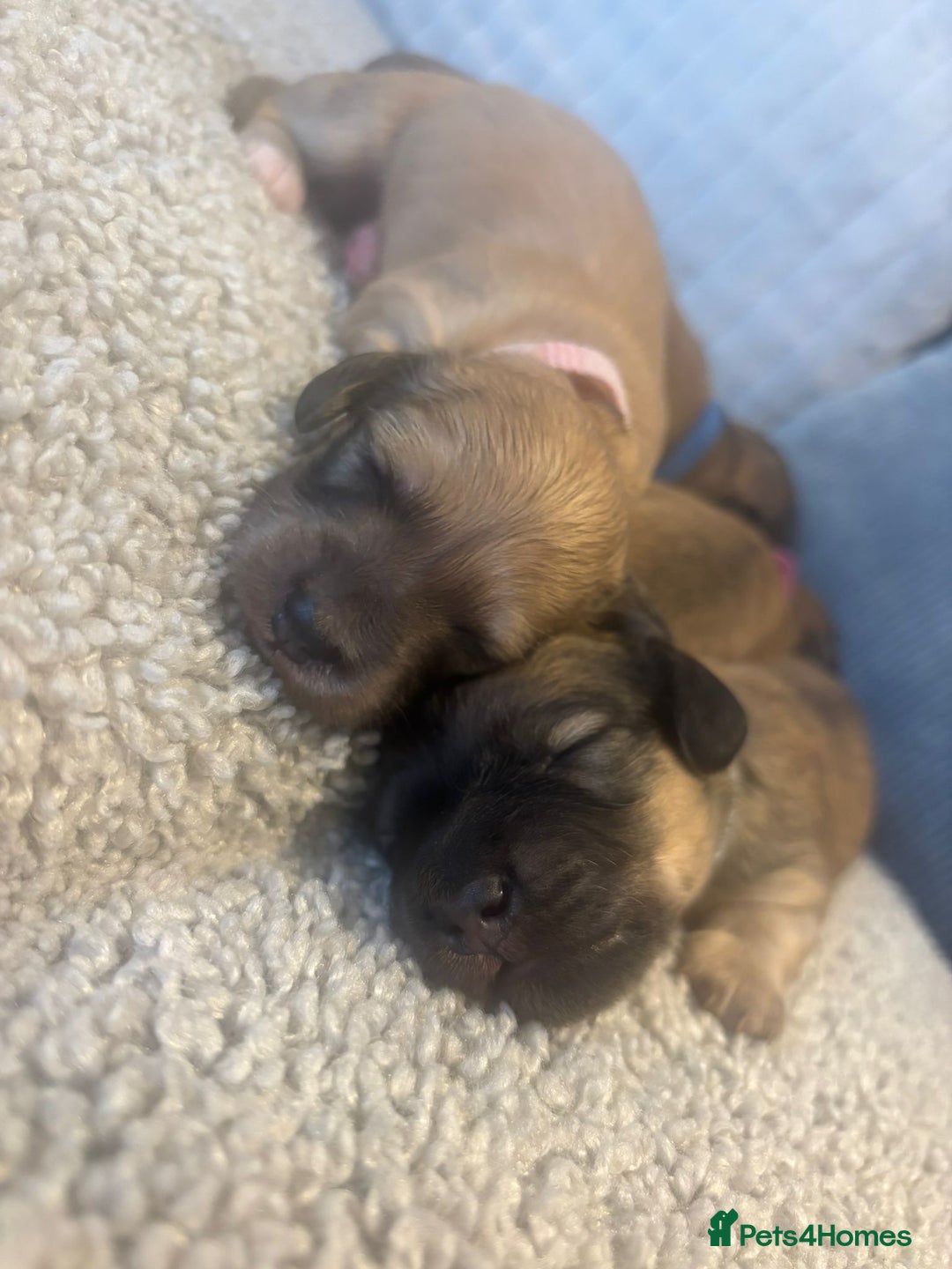 Miniature Dachshund dogs for sale: Reservation list now open! - Image 6