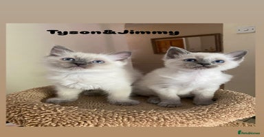 Ragdoll cats - Advert 15