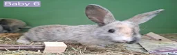 Mixed Breed rabbits for sale: Baby rabbits - Advert 17