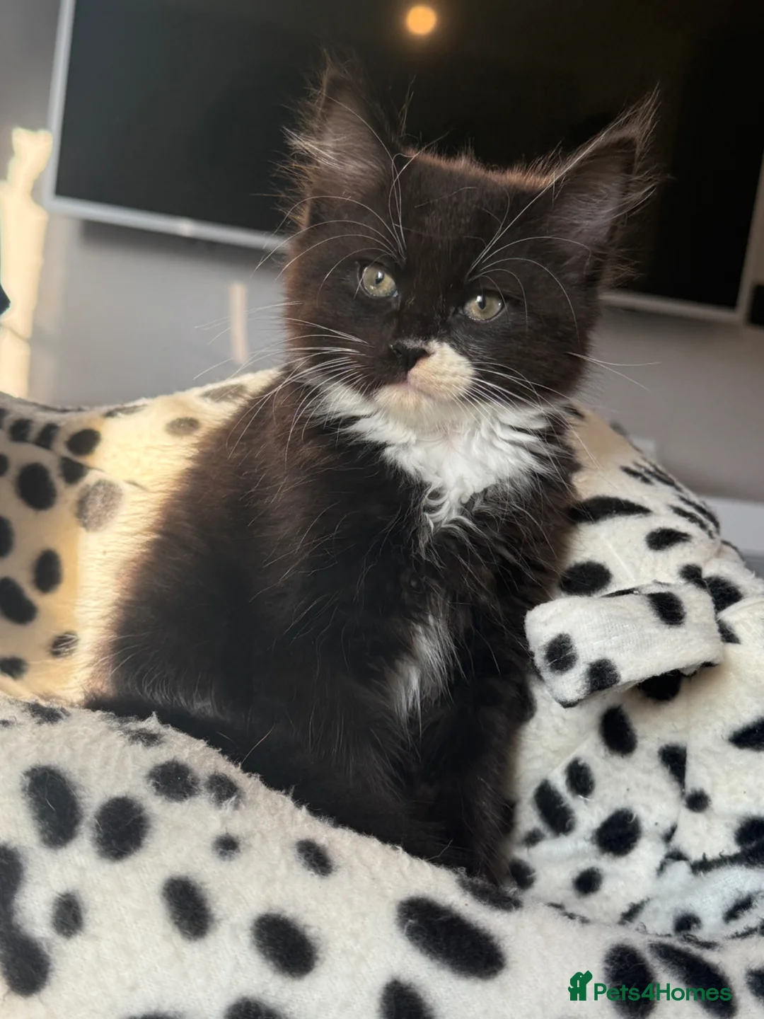 Domestic Shorthair cats for sale: Black and White Kitten - Advert 2