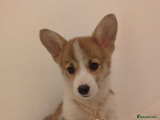 Welsh Corgi Pembroke dogs - Advert 1