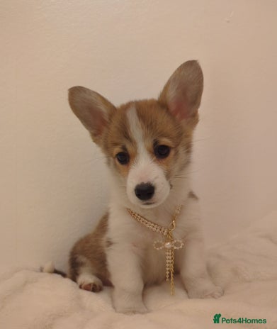 Welsh Corgi Pembroke dogs - Advert 1