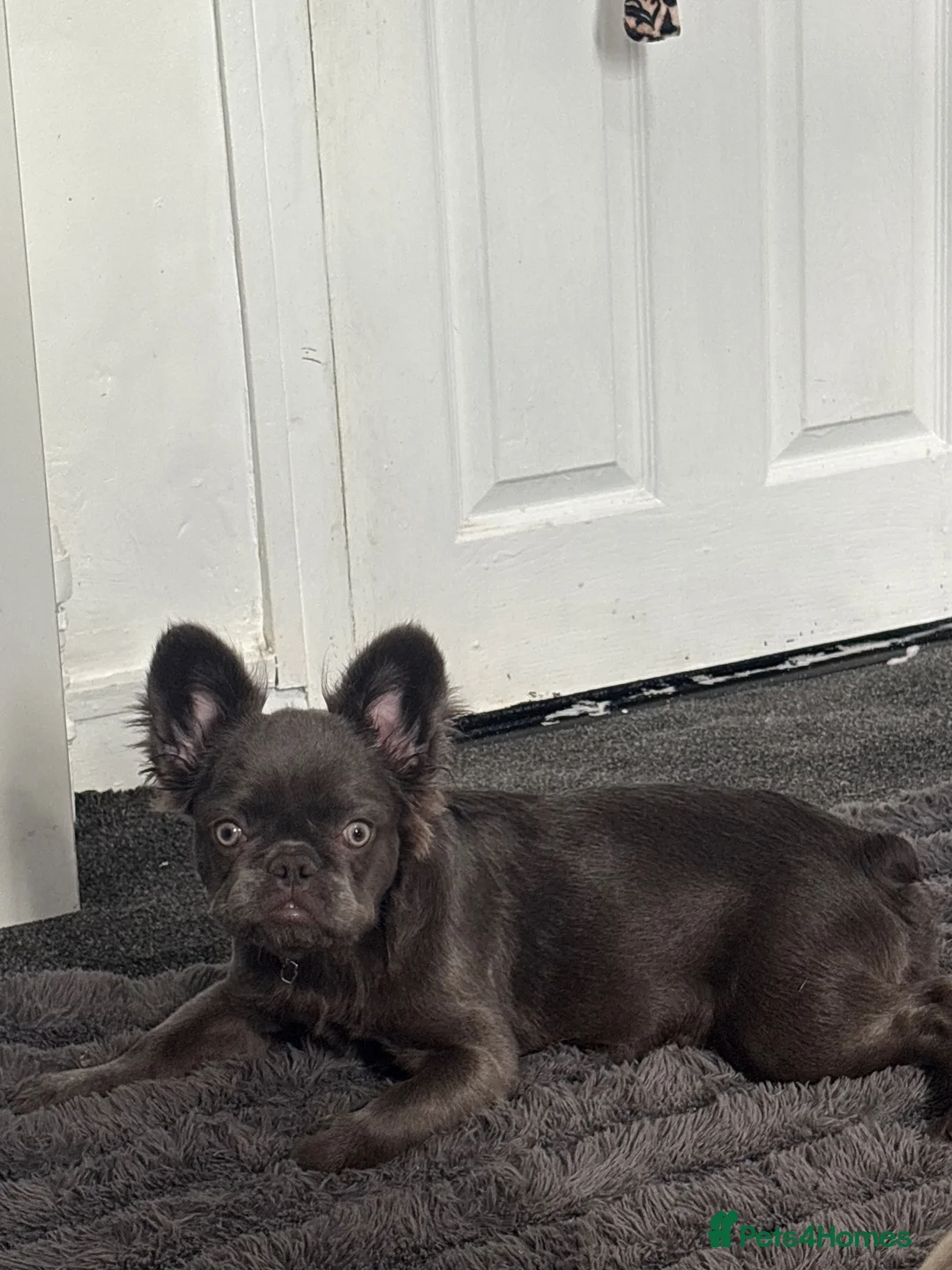 French Bulldog dogs for sale: Fluffy blue French bulldog  - Advert 2