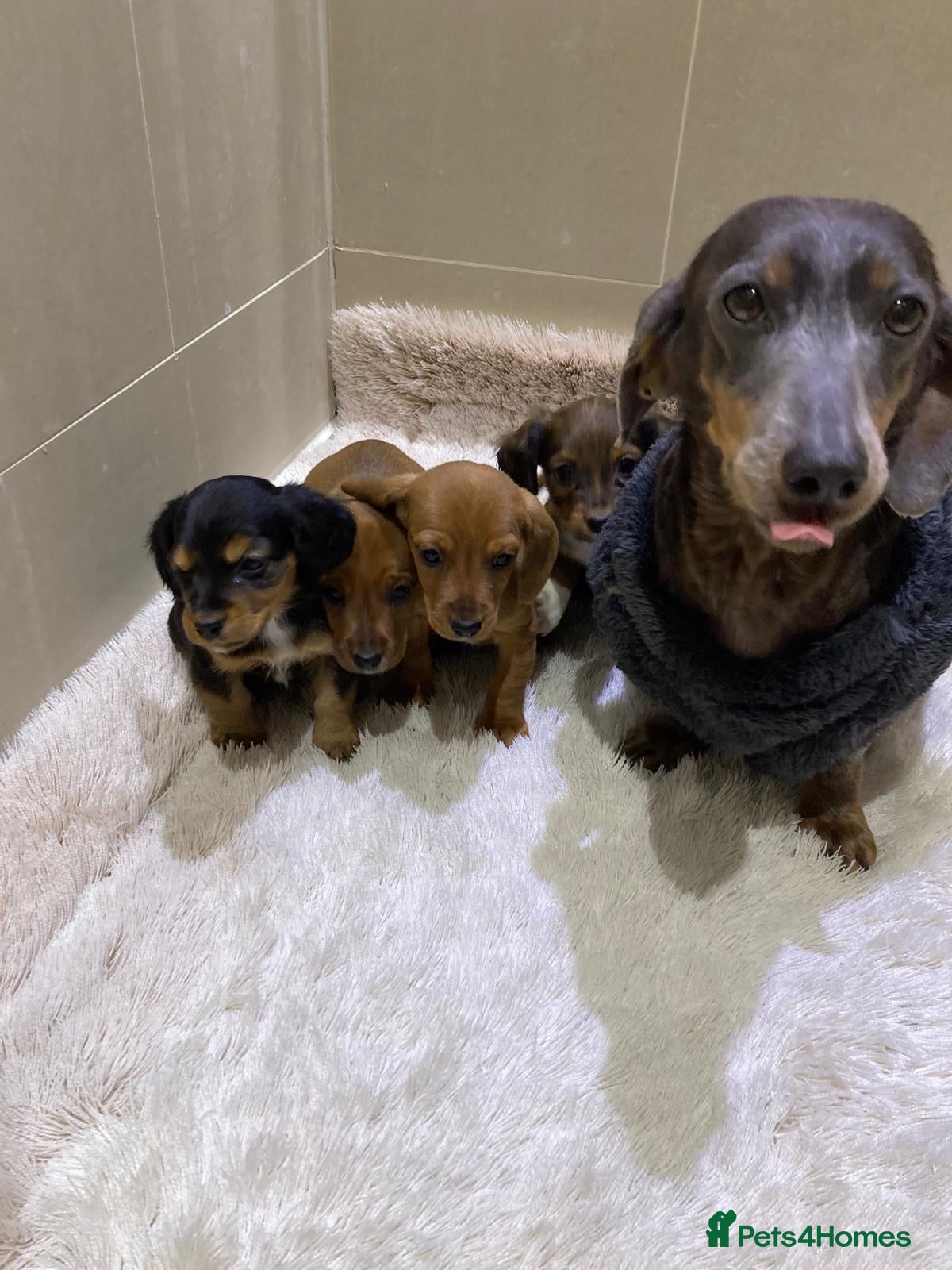 Jackshund dogs Miniature Jackshaunds  - Advert 1