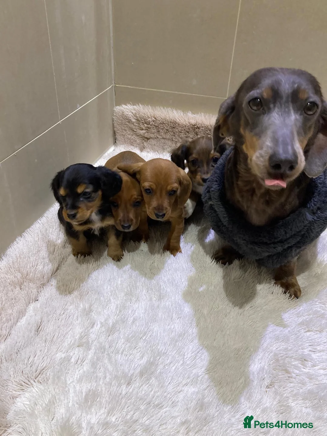 Jackshund dogs for sale: Miniature Jackshaunds  in Weston-super-Mare - Advert 1