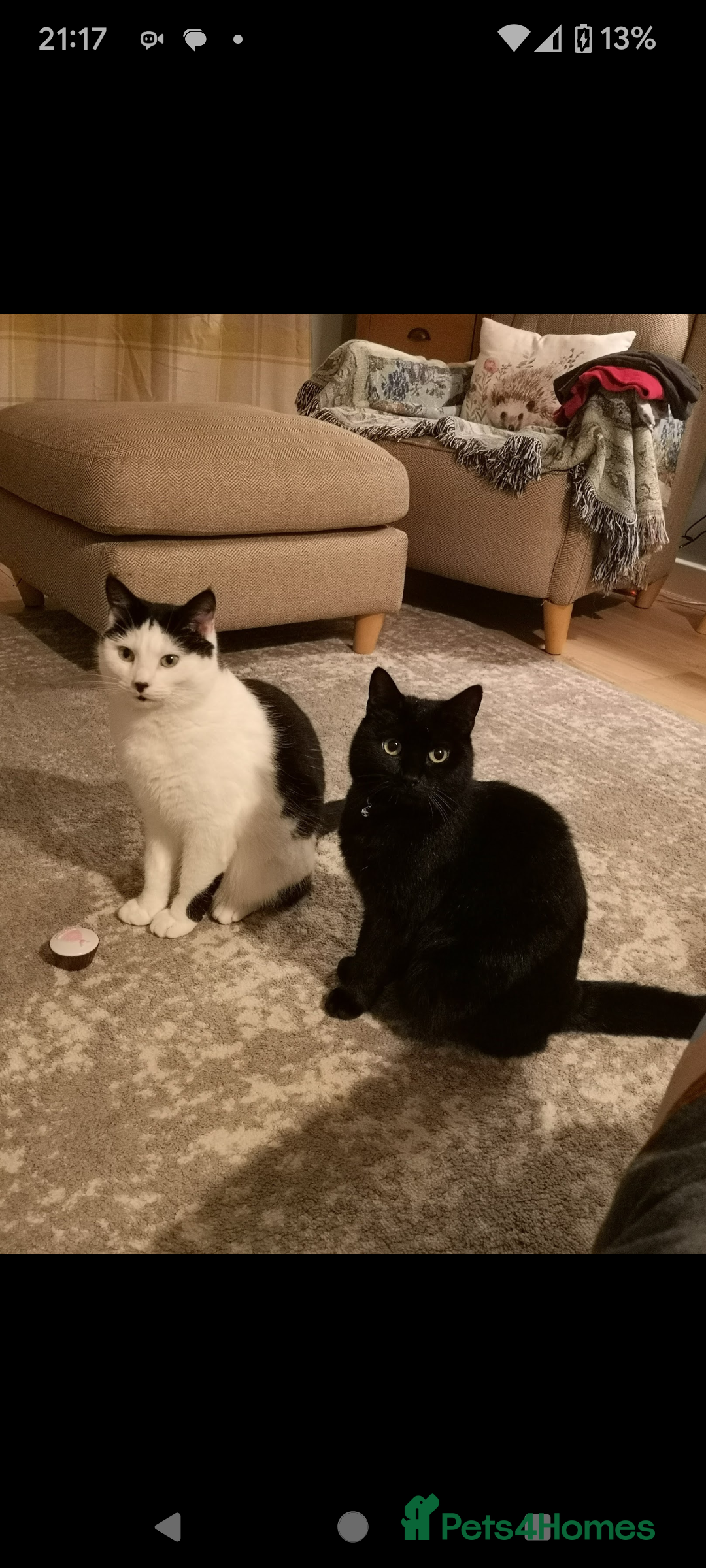 Domestic Shorthair cats REHOMING - Advert 13