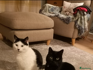 Domestic Shorthair cats - Advert 1