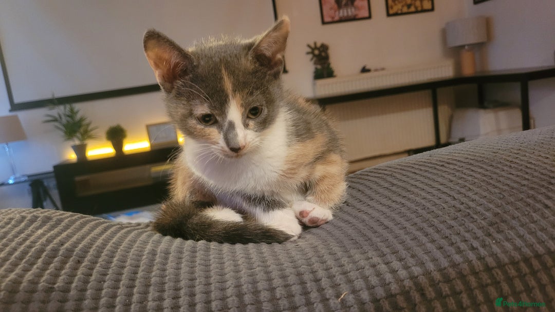 Mixed Breed cats for sale: Three gorgeous kittens available! - Advert 29