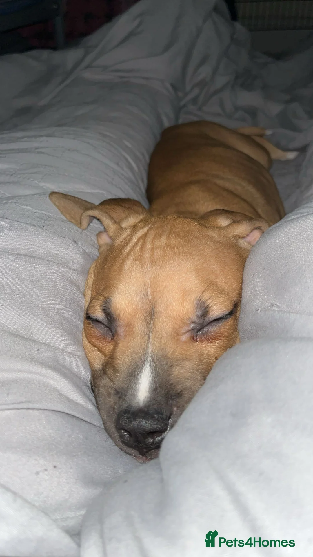 Mixed Breed dogs for sale: Puppy For sale Needs a Loving home - Advert 2