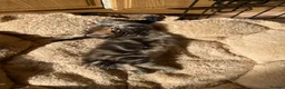 Maine Coon cats for sale: Tufty ears and big paws  - Advert 9