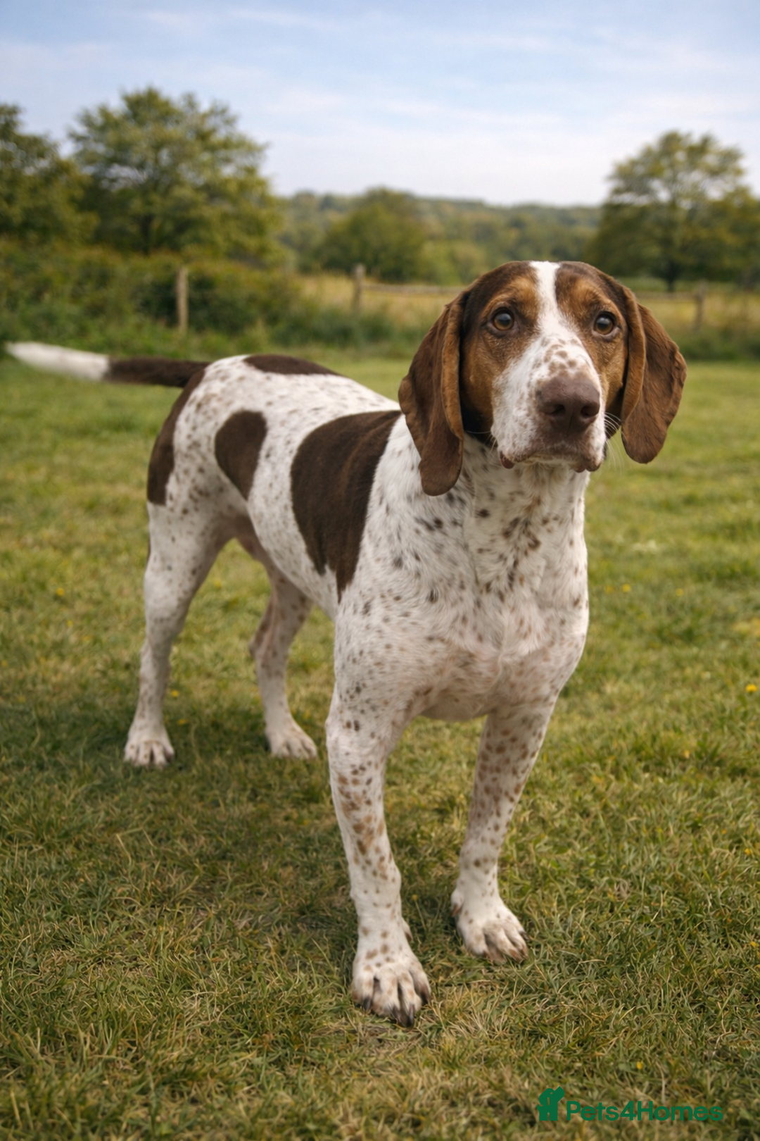 Mixed Breed dogs for adoption: 💔 BEN NEEDS A TRUE FOREVER HOME  💔  - Advert 3