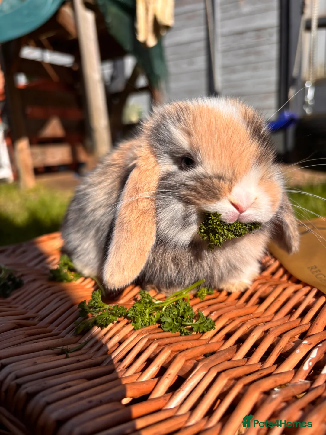 Mini Lop rabbits for sale: Pure mini lop rabbits  - Advert 8