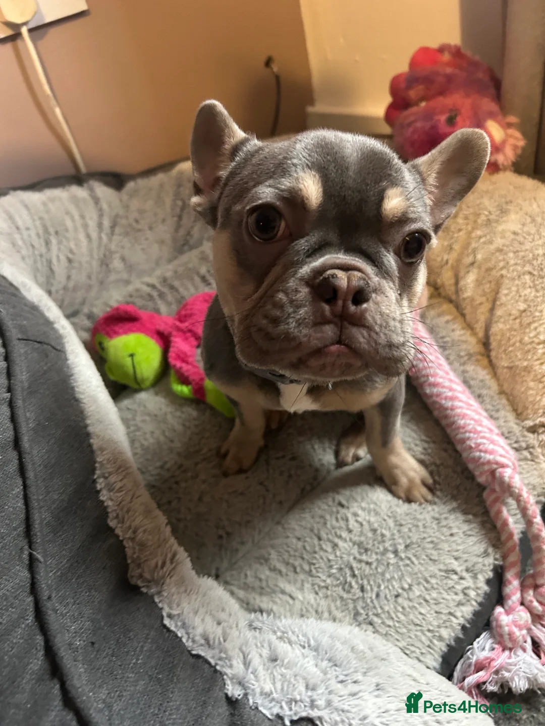 French Bulldog dogs for sale: Stunning 6 month girl Frenchie - Advert 1