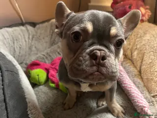 French Bulldog dogs Stunning 6 month girl Frenchie - Advert 2