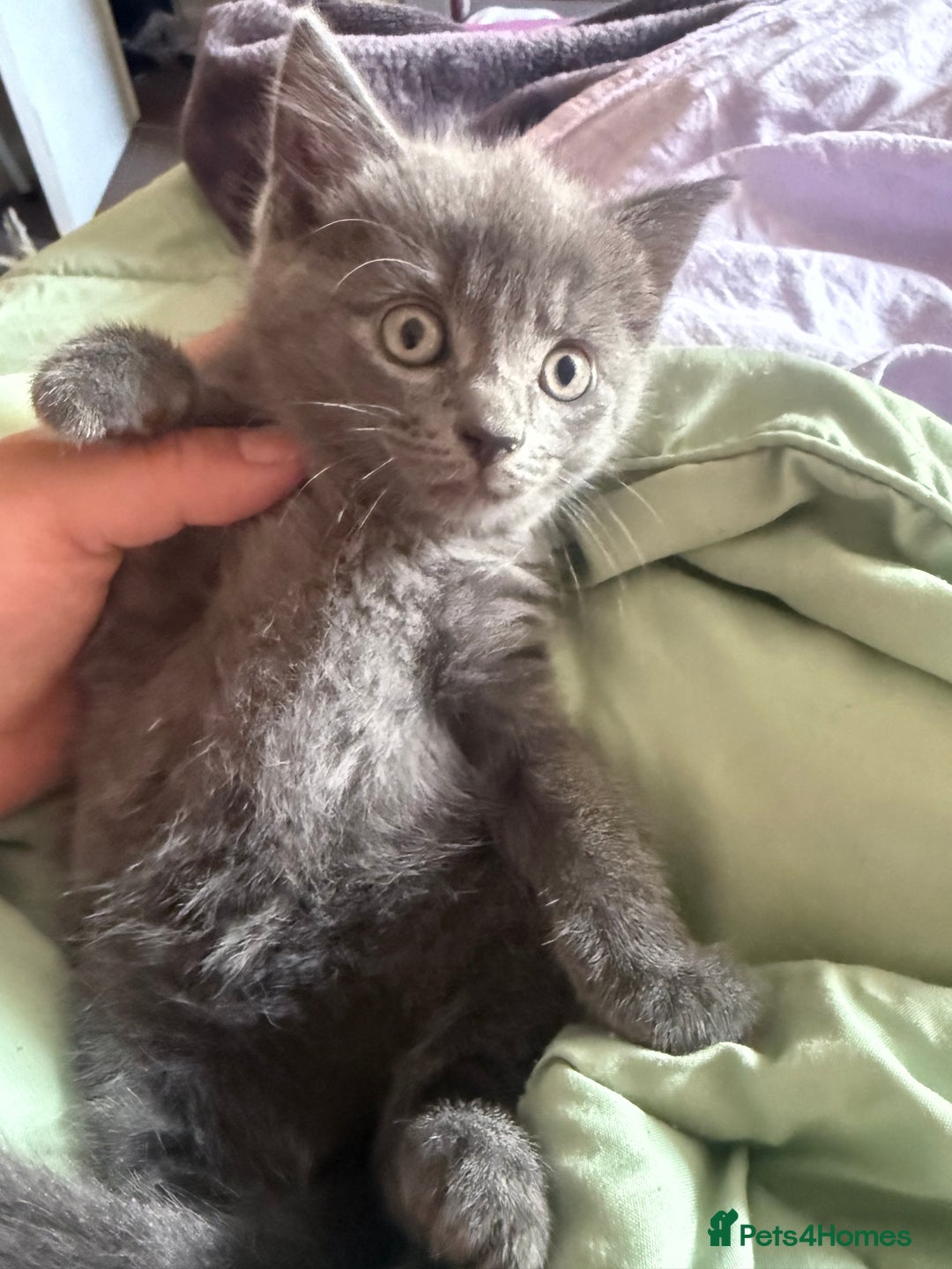 Russian Blue cats for sale: One blue male kitten  - Image 4