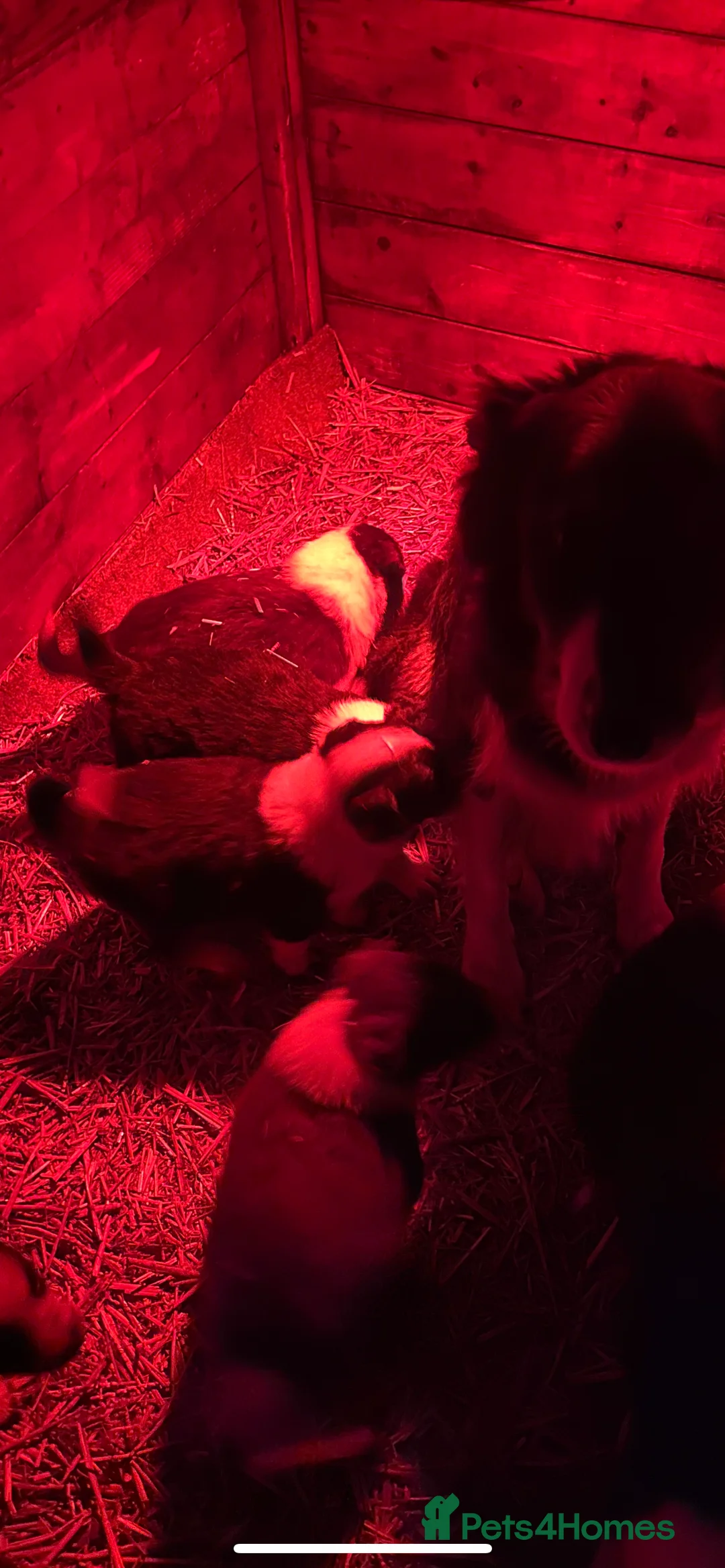 Border Collie dogs for sale: Farm bred border collie pups in Darlington - Advert 4