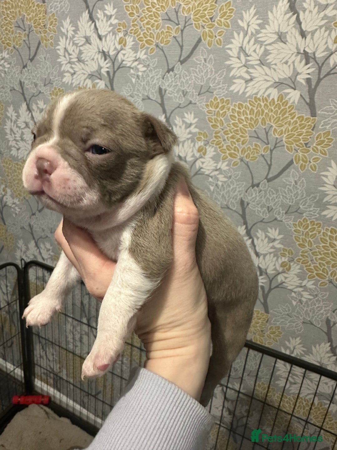 Boston Terrier dogs for sale: Boston terrier pups - Advert 6