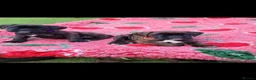 Boxer dogs for sale: Amazing bobtail/ tailed boxer puppy - Advert 10