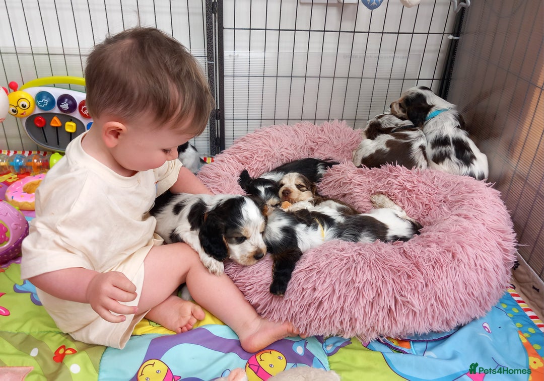 Cocker Spaniel dogs for sale: Stunning Show cocker spaniel puppies Health tested - Image 14