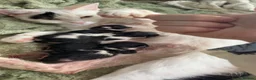 Ragdoll cats for sale: Ragdoll cross  in Selby - Advert 1