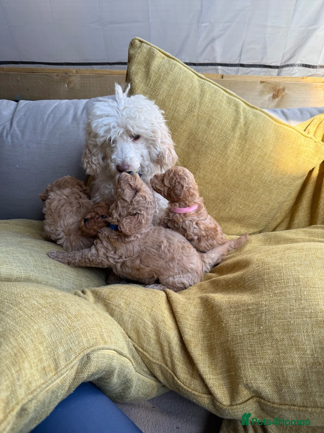 Toy Poodle dogs for sale: Toy poodle - Advert 2