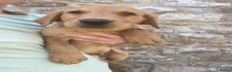 Labrador Retriever dogs for sale: Gorgeous Kc registered Labrador  in Honiton - Advert 4