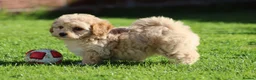 Cavapoochon dogs for sale: Beautiful Cavapoochon puppies for sale - Advert 27