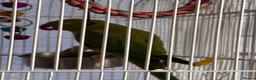 Parrots birds for sale: 2 x Indian ring neck parrots in Devizes - Advert 3