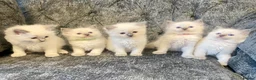 Ragdoll cats for sale: Ragdoll kittens - Advert 1