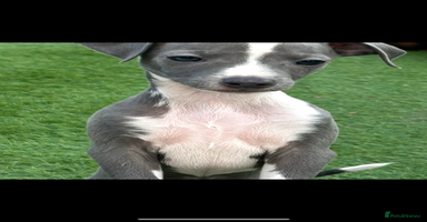 Italian Greyhound dogs - Advert 1