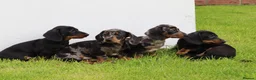 Dachshund dogs for sale: Miniature Dachshund puppies for sale - Advert 29