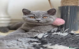 British Shorthair cats for sale: READY 1 boy Pedigree British shorthair  - Image 9