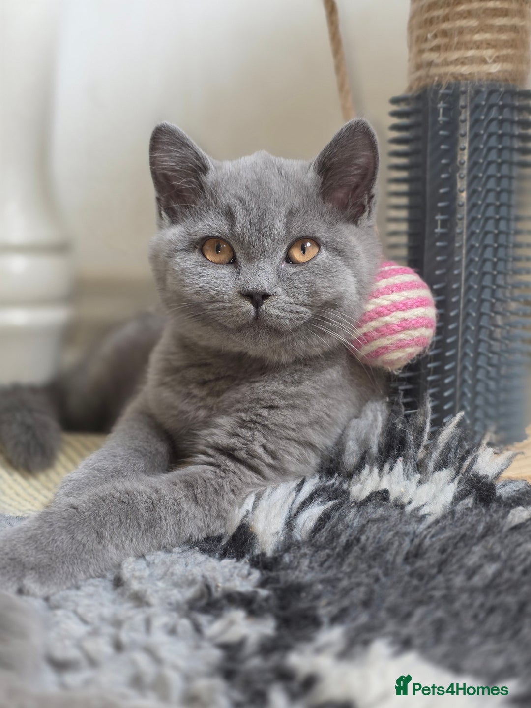 British Shorthair cats for sale: READY 1 boy Pedigree British shorthair  - Image 9