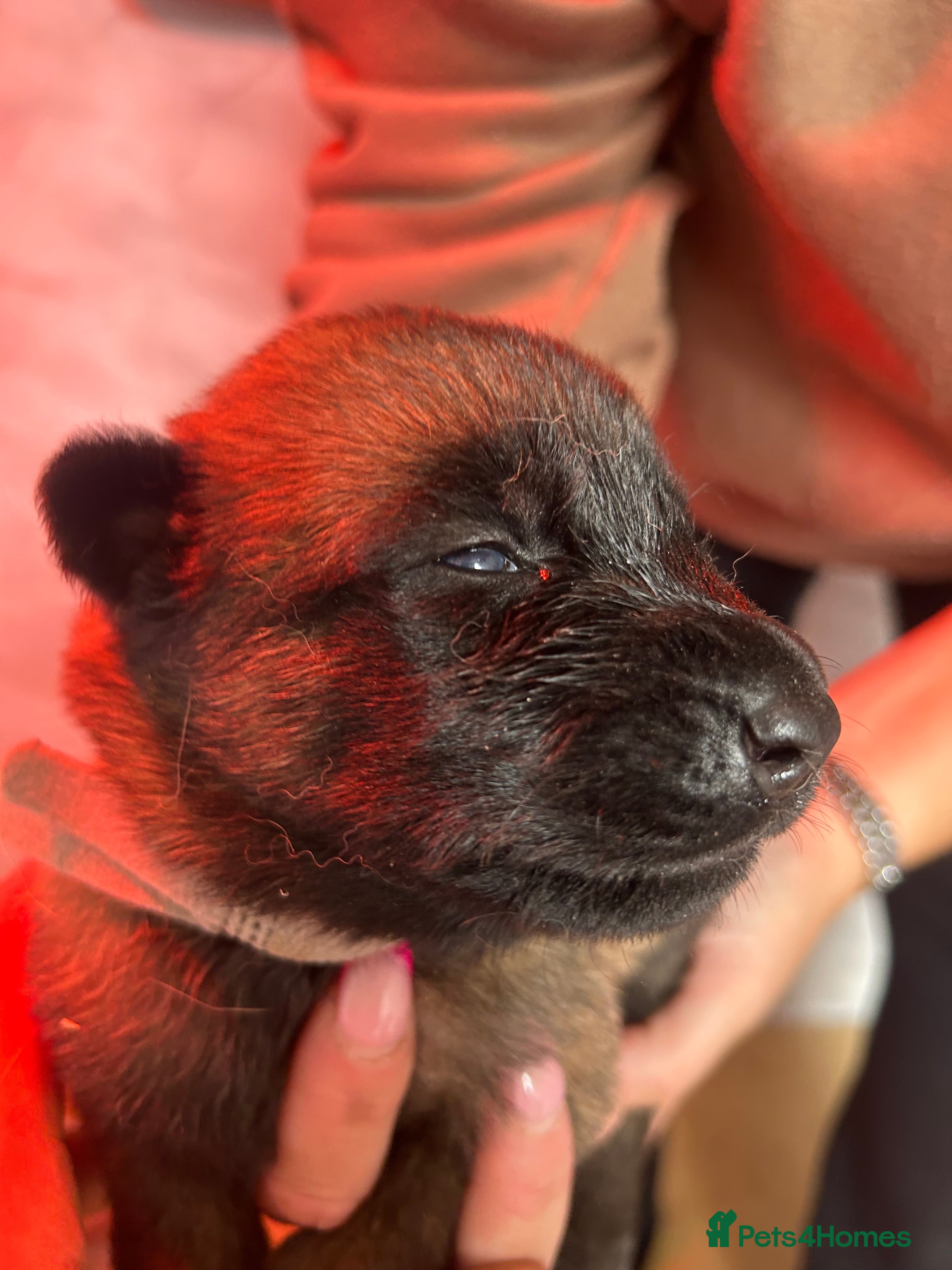Belgian Shepherd Dog dogs Mali dutchie puppies - Advert 2