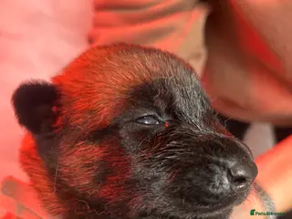 Belgian Shepherd Dog dogs Mali dutchie puppies - Advert 2