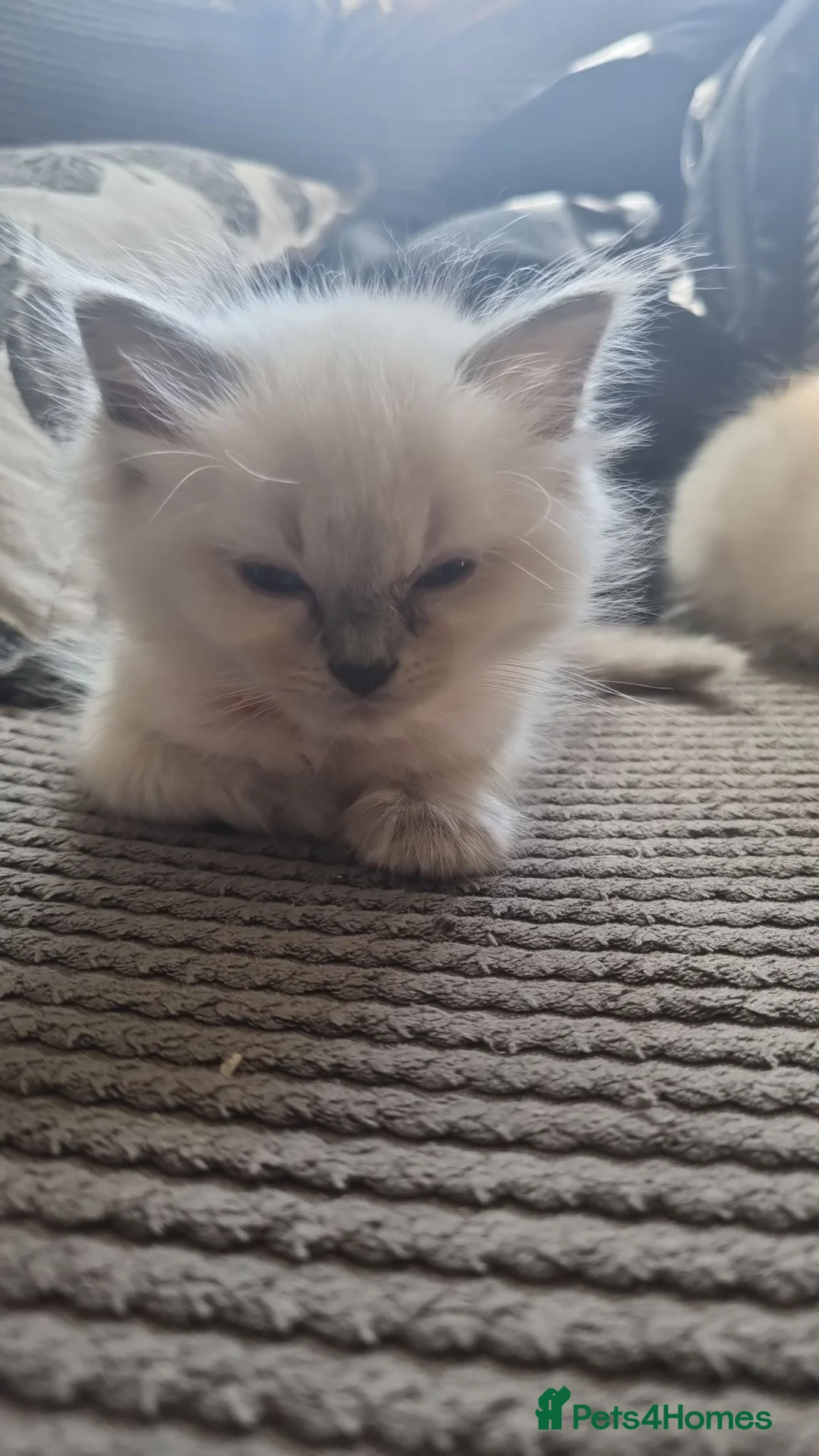 Ragdoll cats for sale: 5 beautiful ragdolls for sale in Pudsey - Advert 2