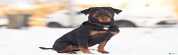 Rottweiler dogs for sale: Rottie pups due May in South Shields - Advert 4