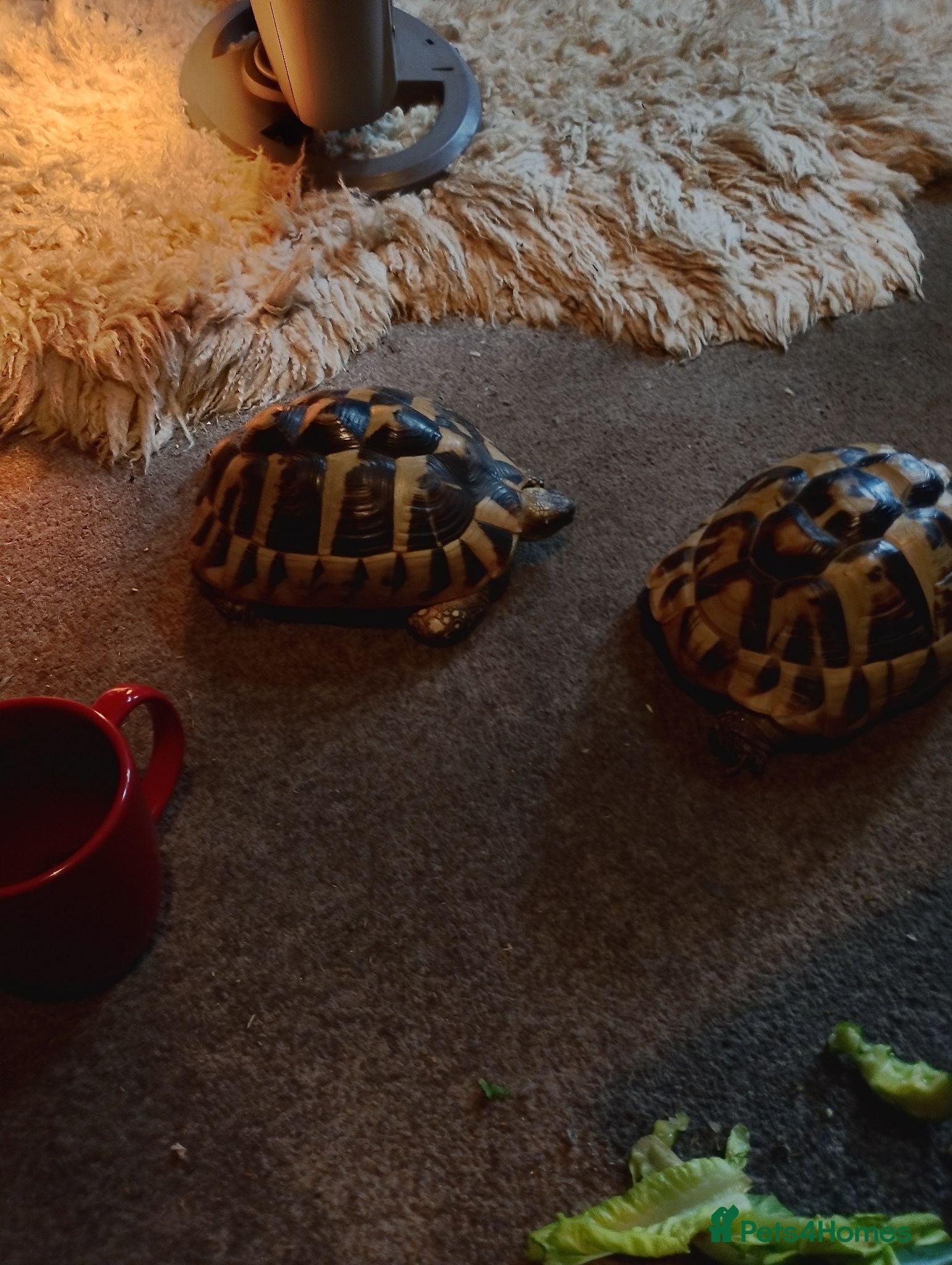 Hermann Tortoise reptiles HERMANNS TORTOISES  - Advert 2