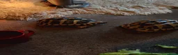 Hermann Tortoise reptiles for sale: HERMANNS TORTOISES  - Advert 2